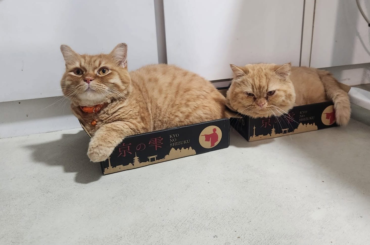Rescued cat at Going Home